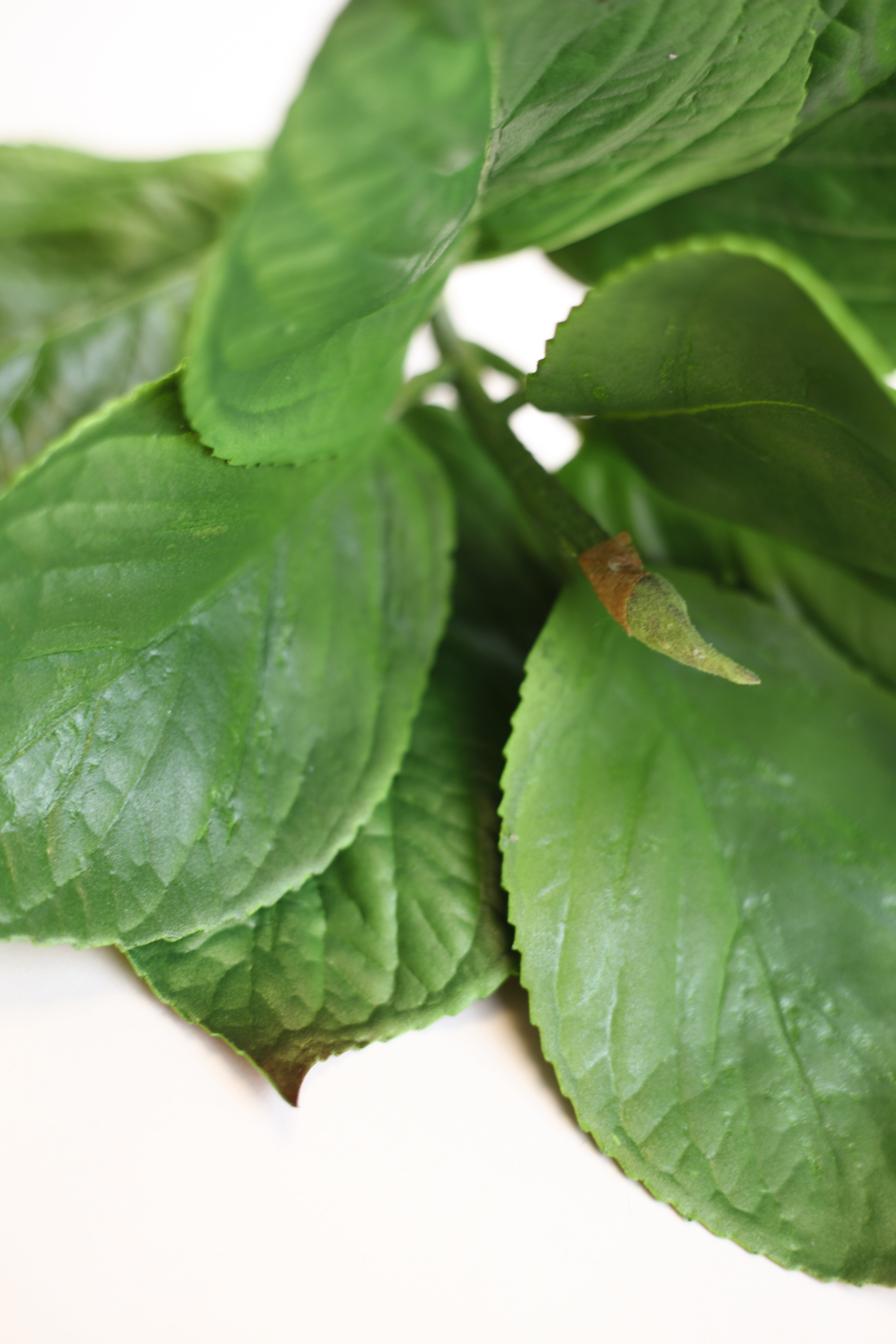 Hydrangea Leaves 25"