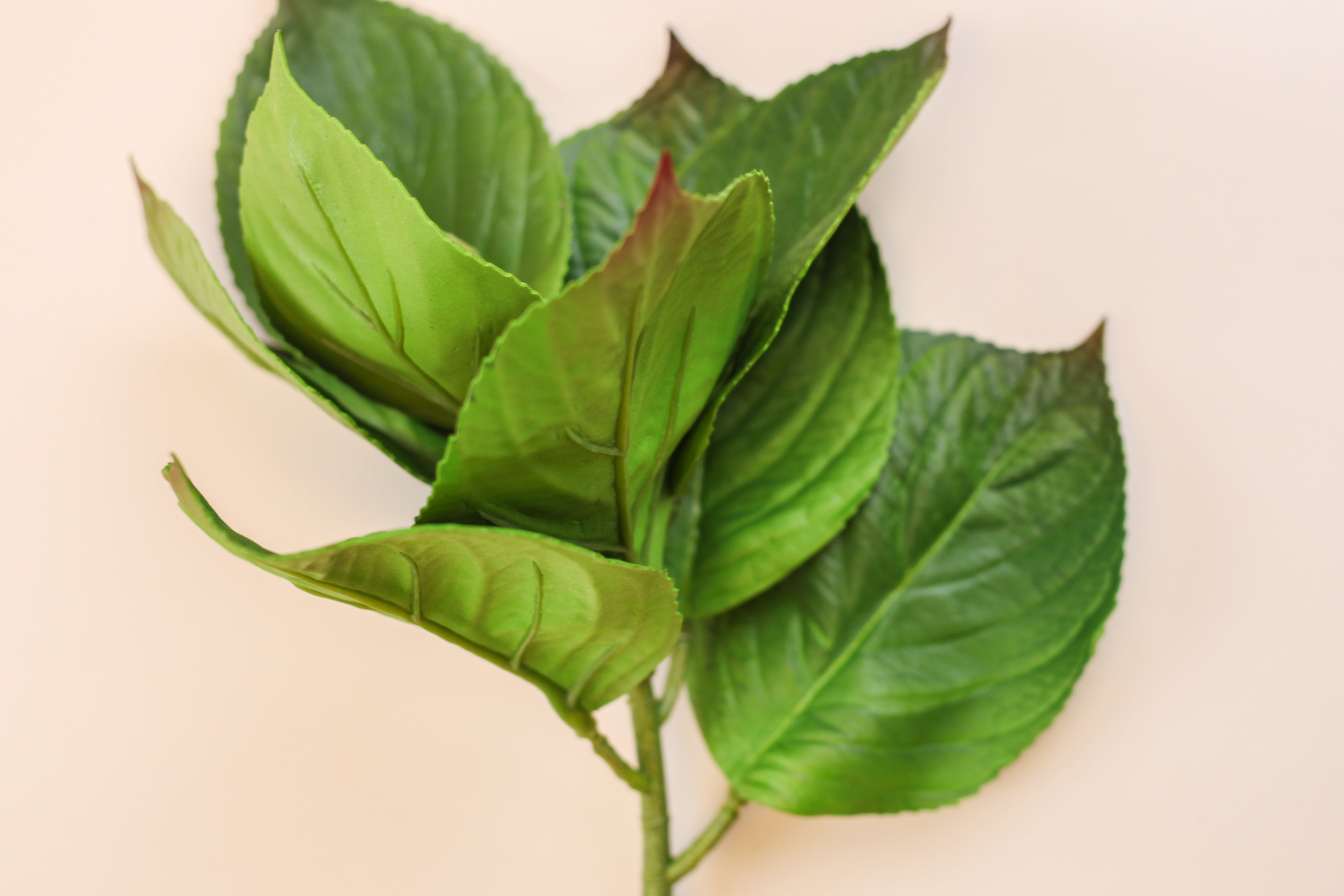 Hydrangea Leaves
