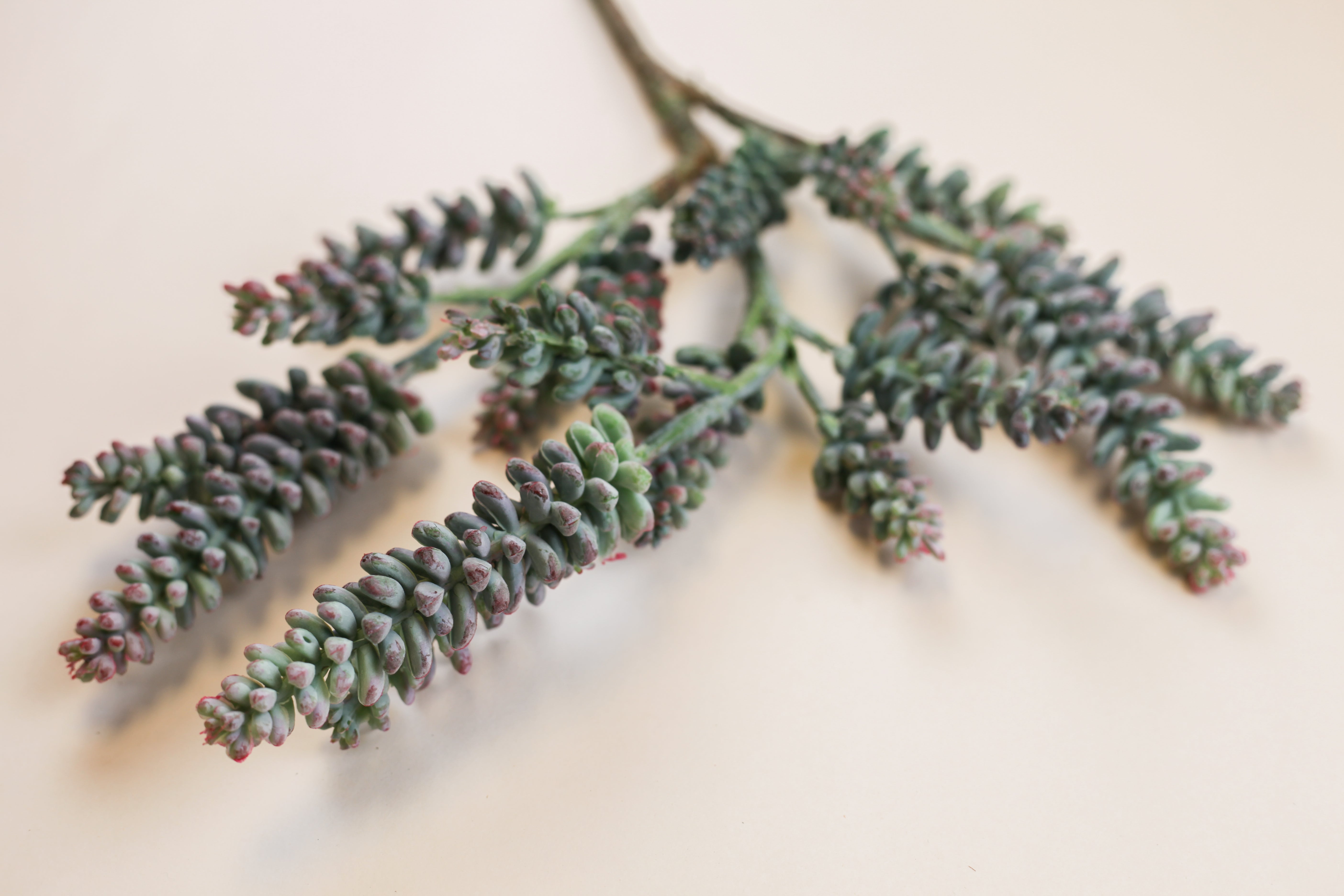 Succulent Branch