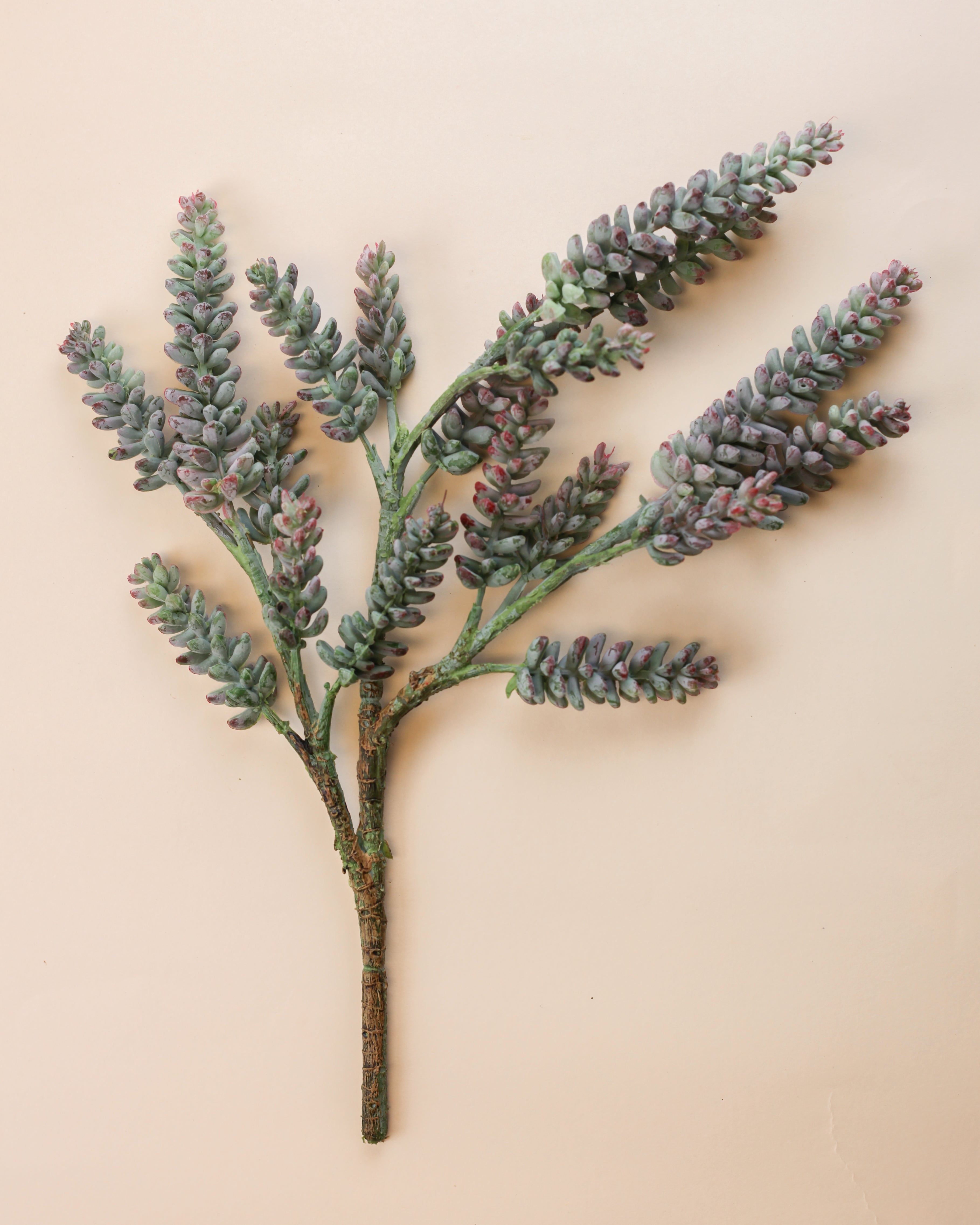 Succulent Branch