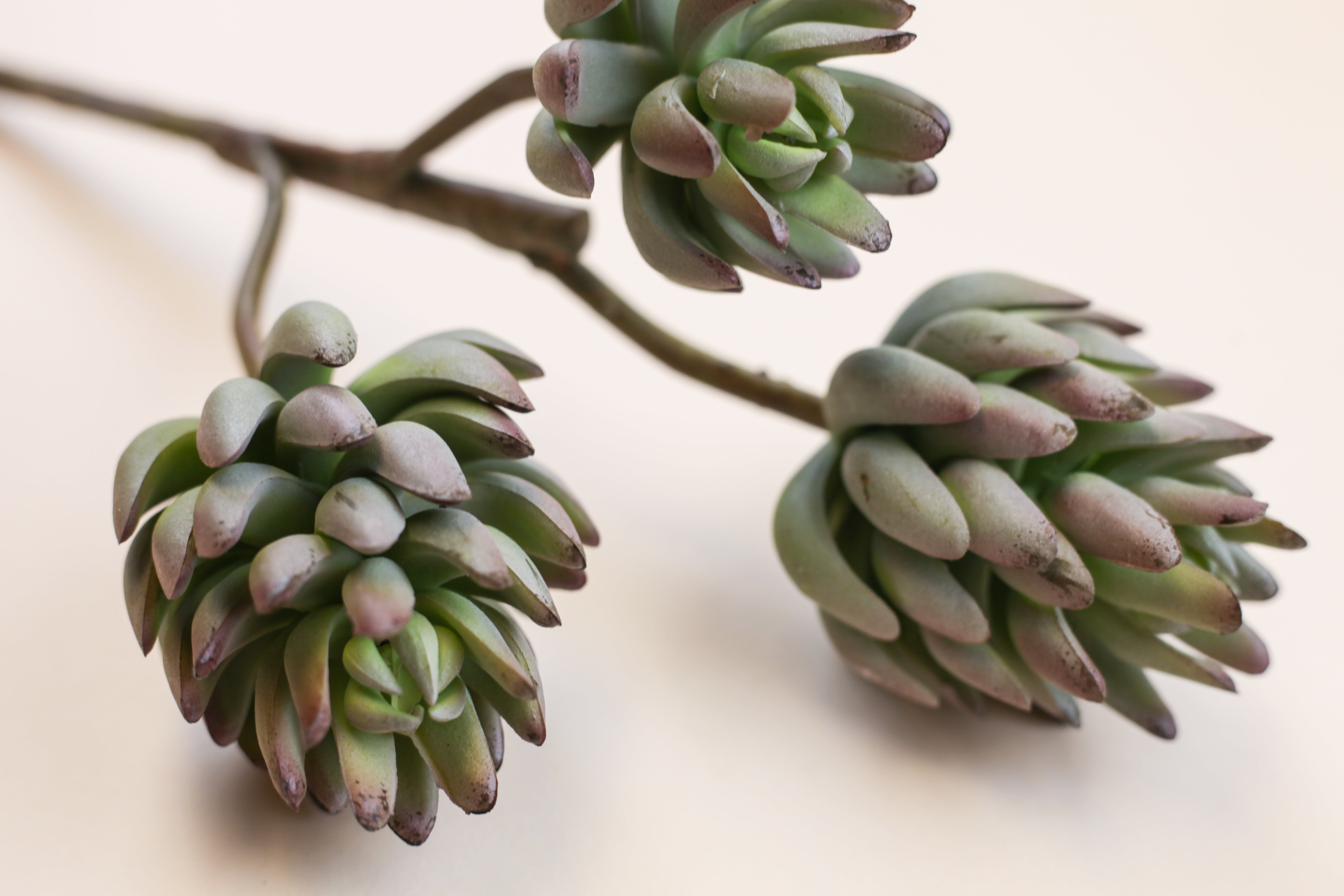 Succulent Rose