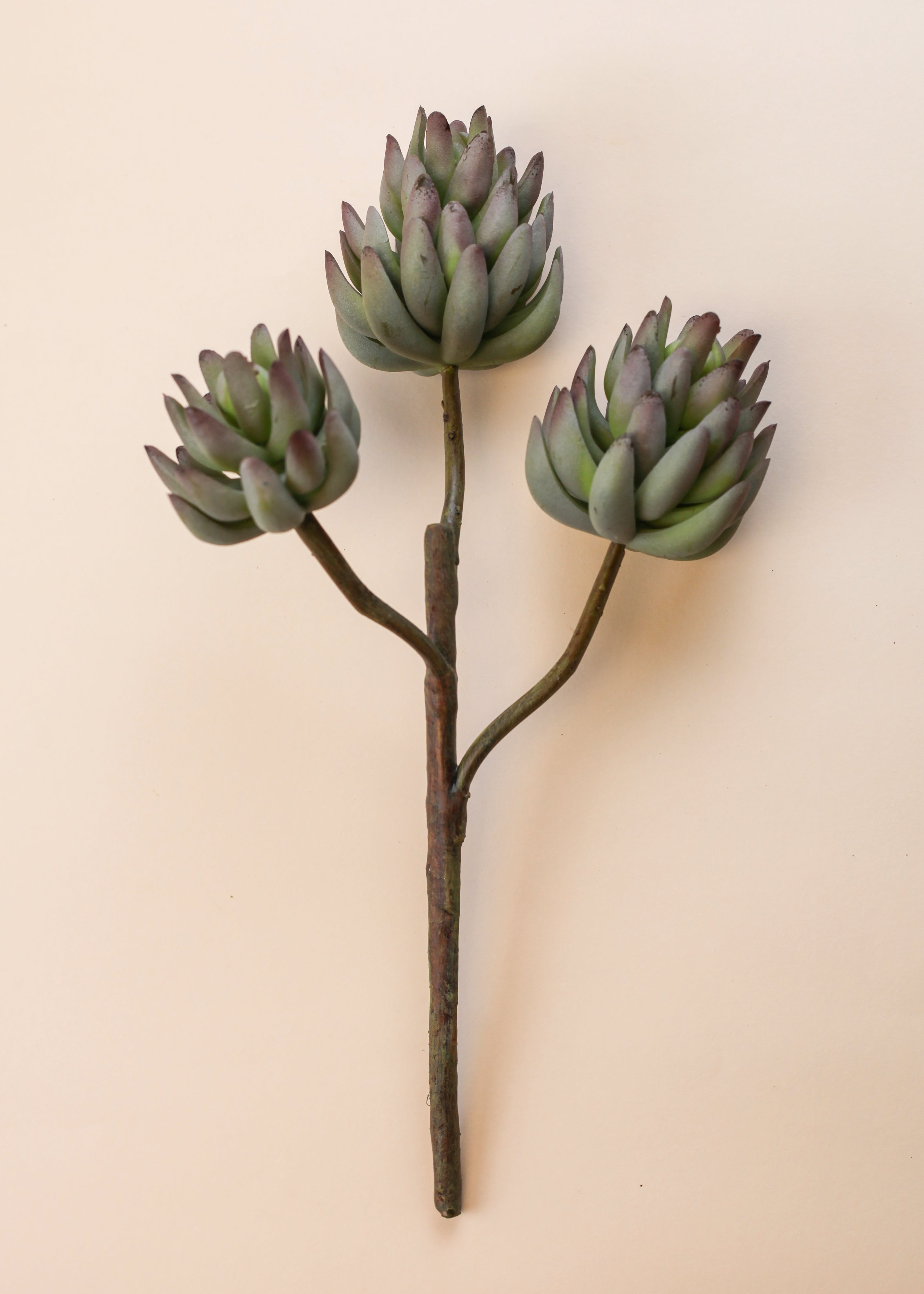 Succulent Rose
