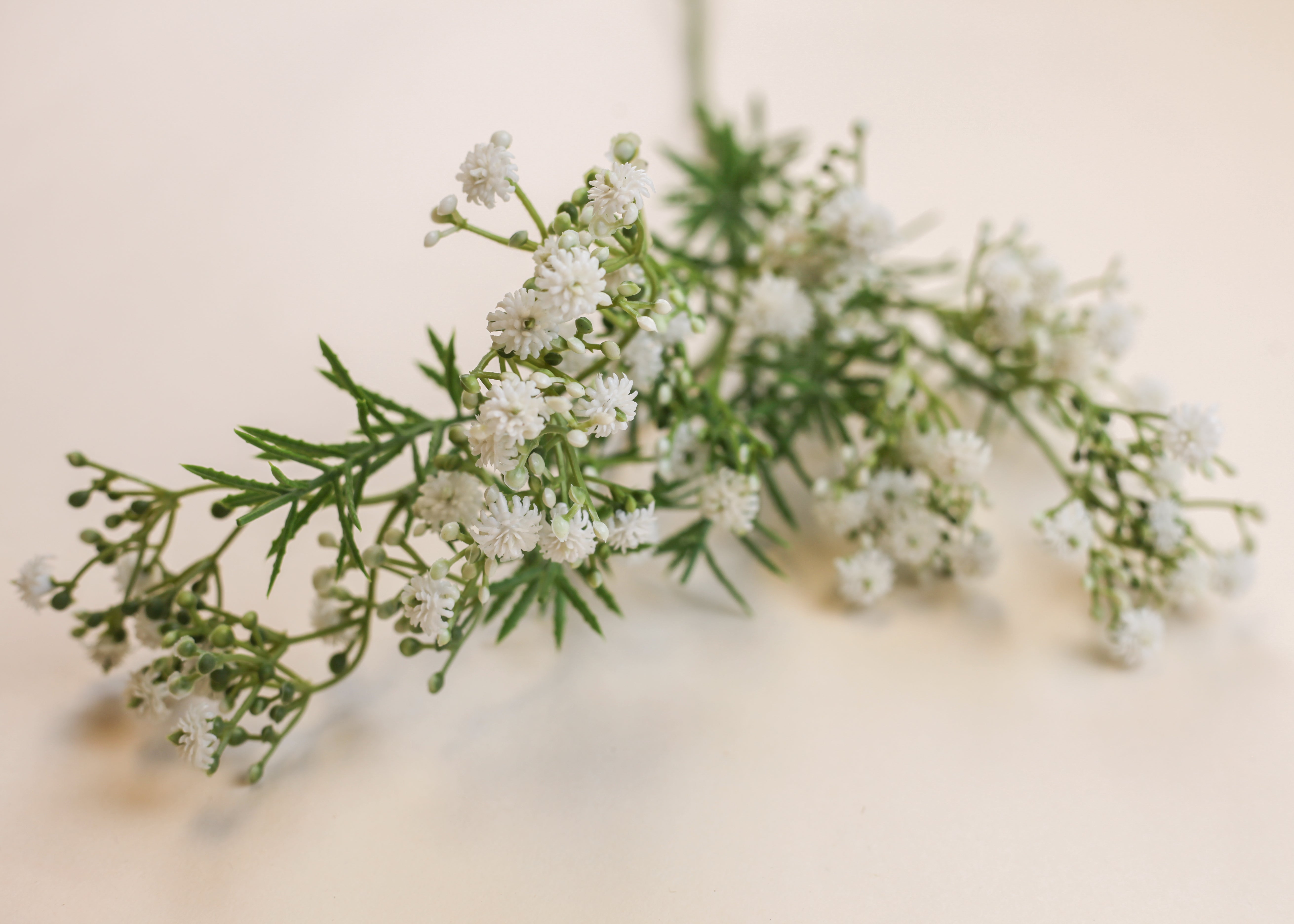 Thyme Baby's Breath