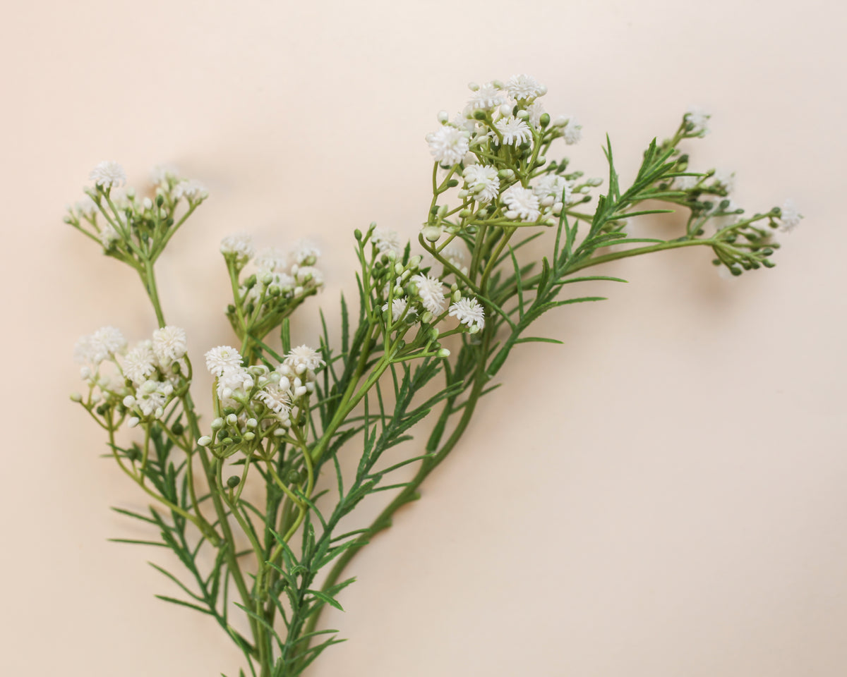 Thyme Baby's Breath