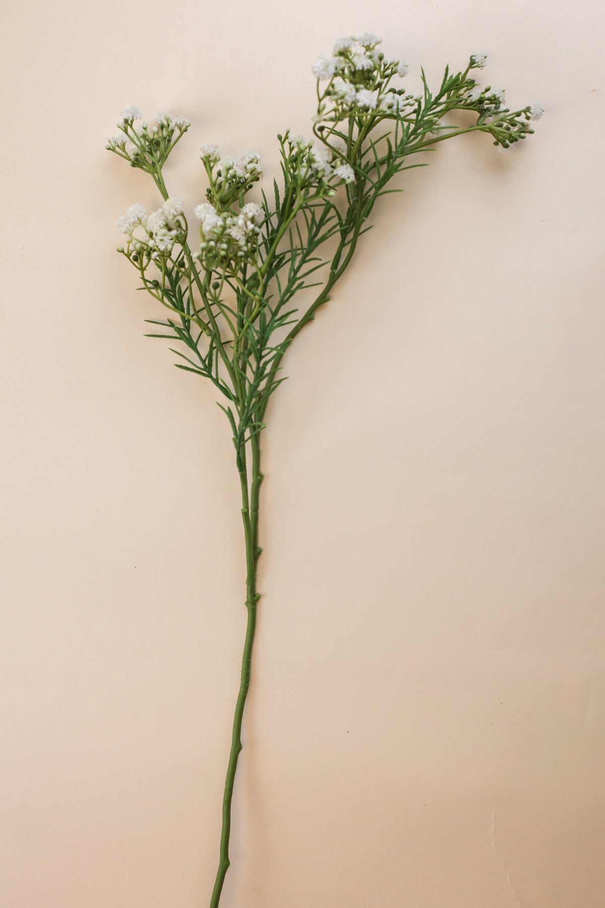 Thyme Baby's Breath
