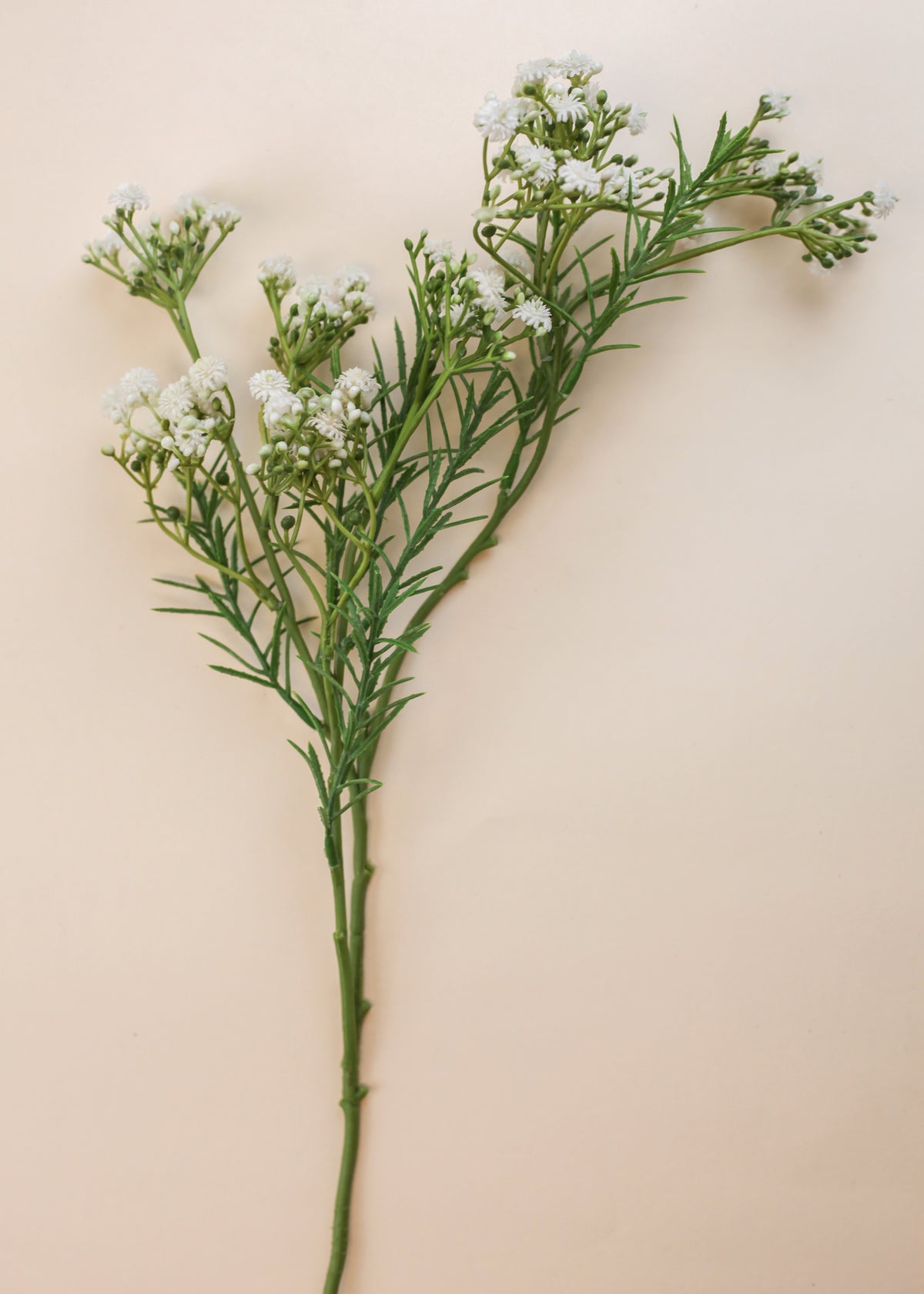 Thyme Baby's Breath