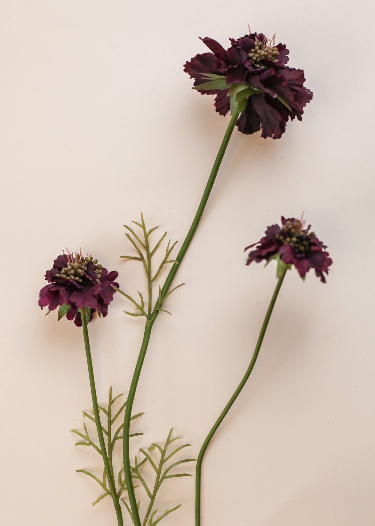 Scabiosa Spray - Burgundy