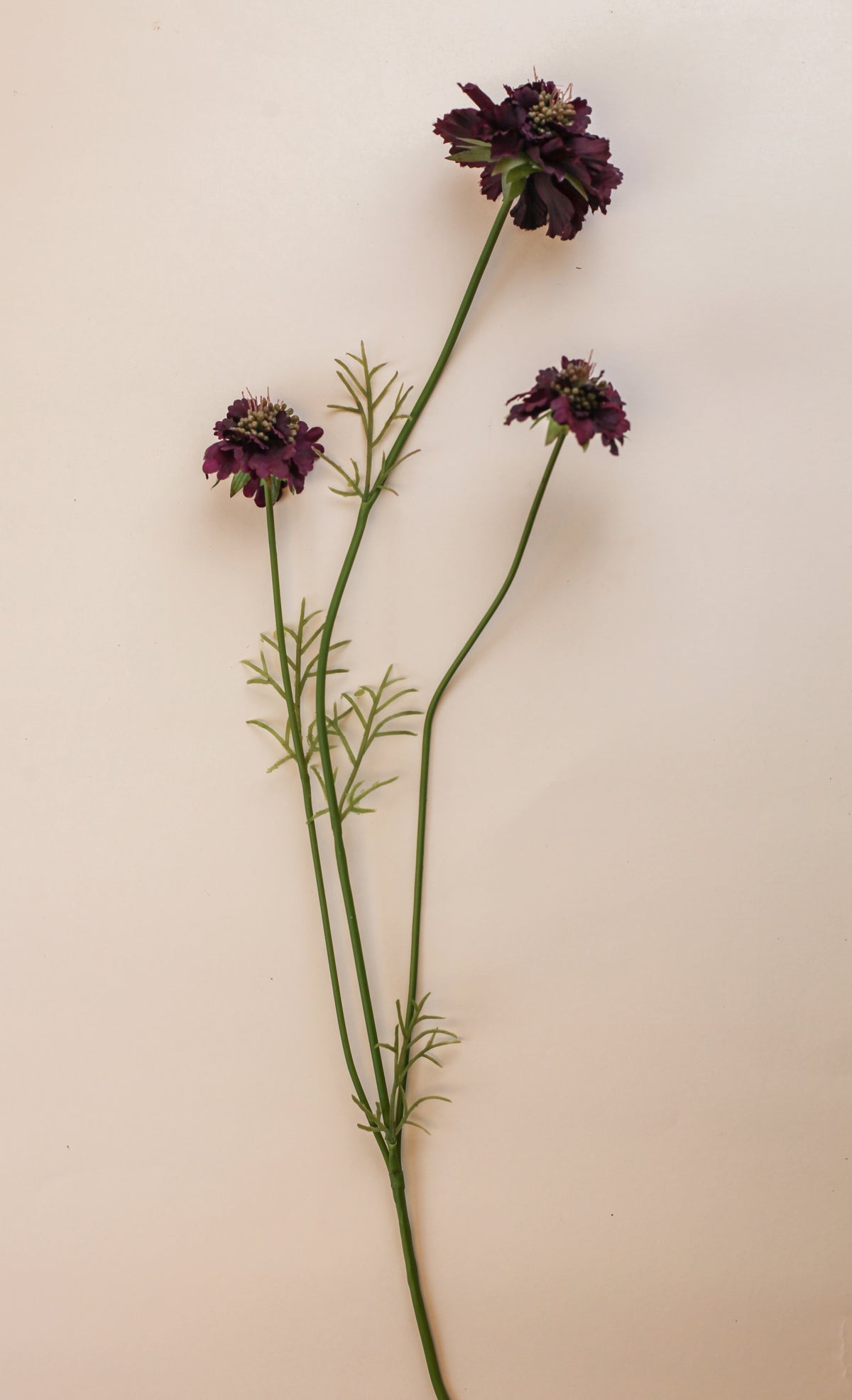 Scabiosa Spray - Burgundy