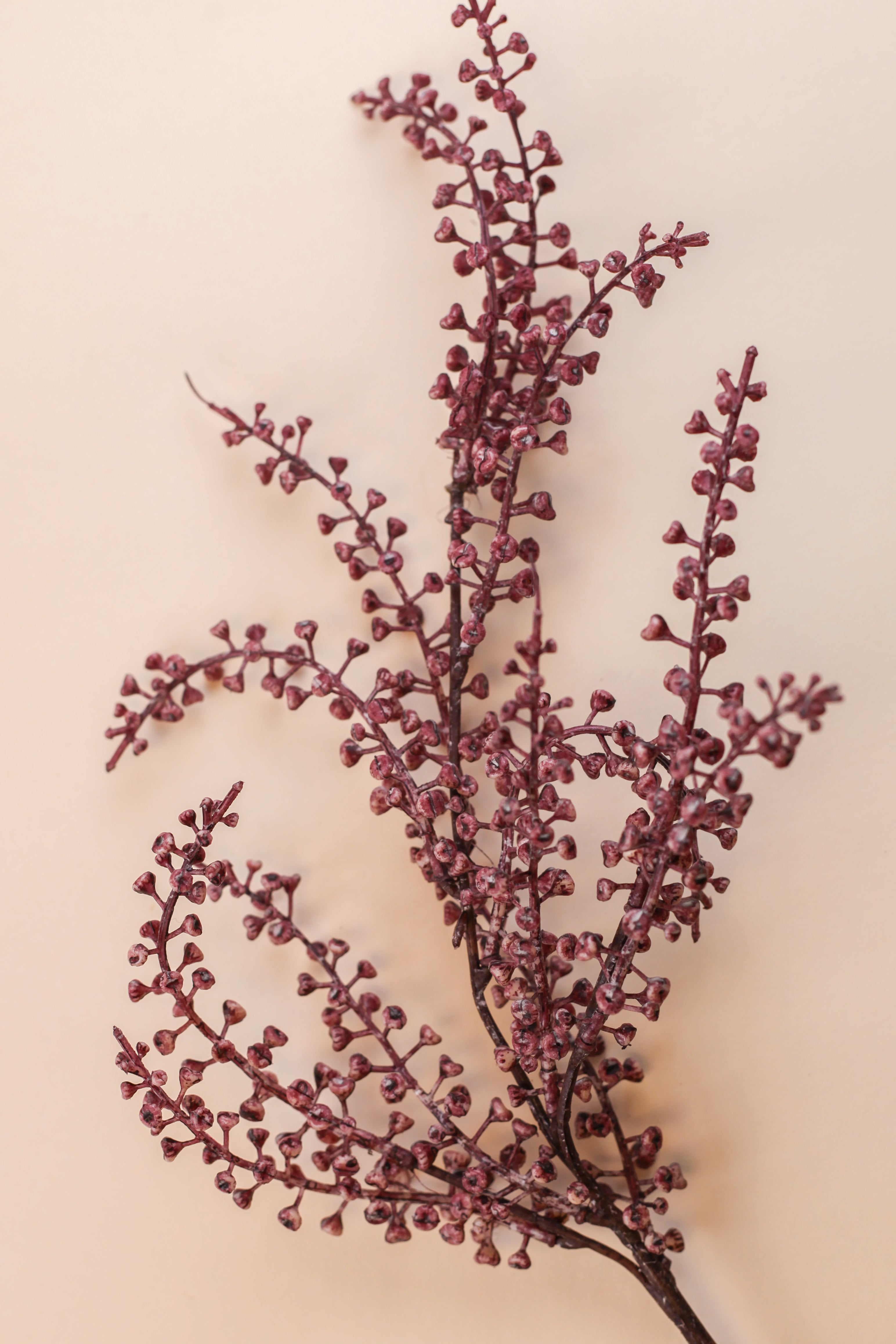 Mulberry Branch