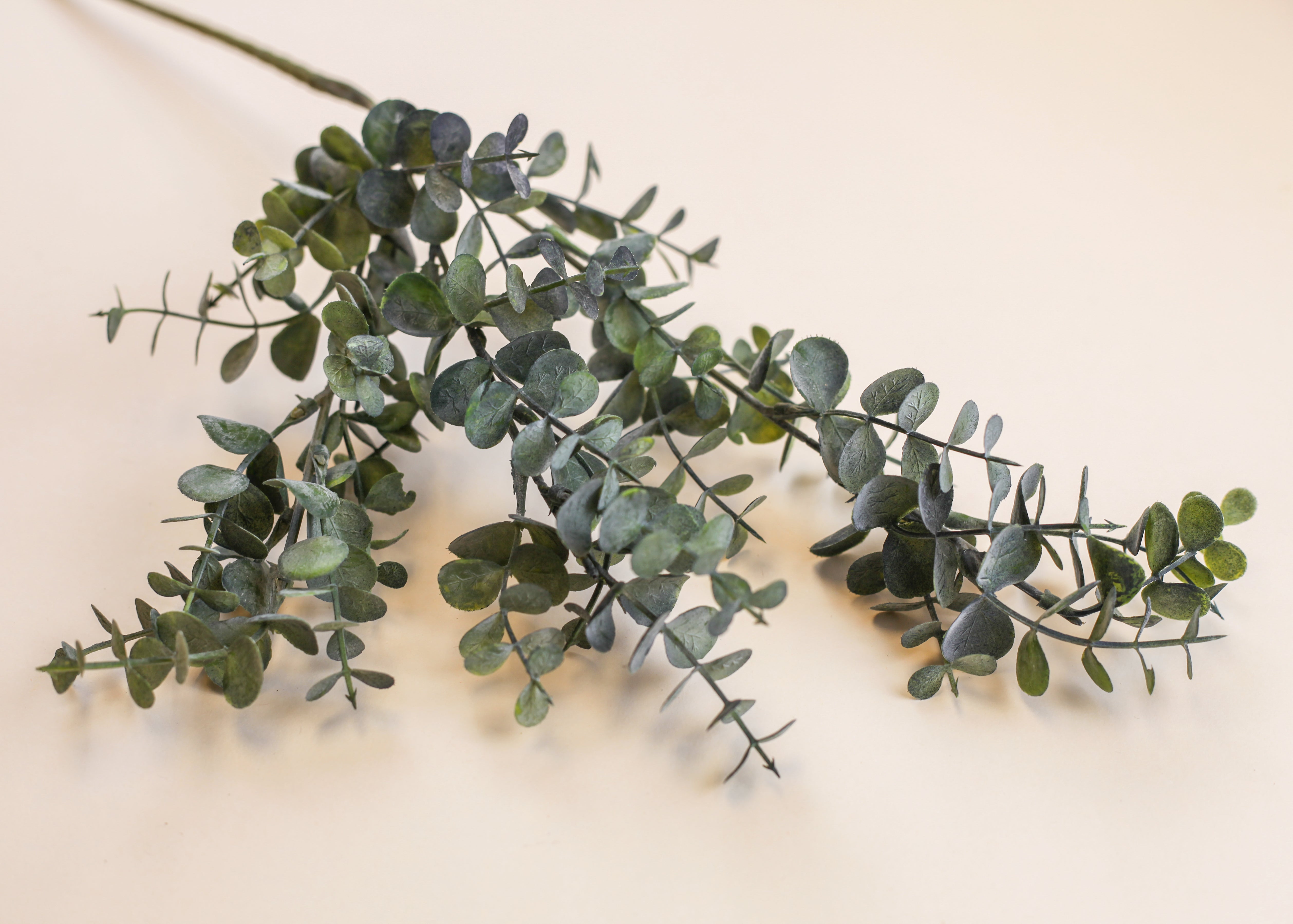 Small Leaf Eucalyptus