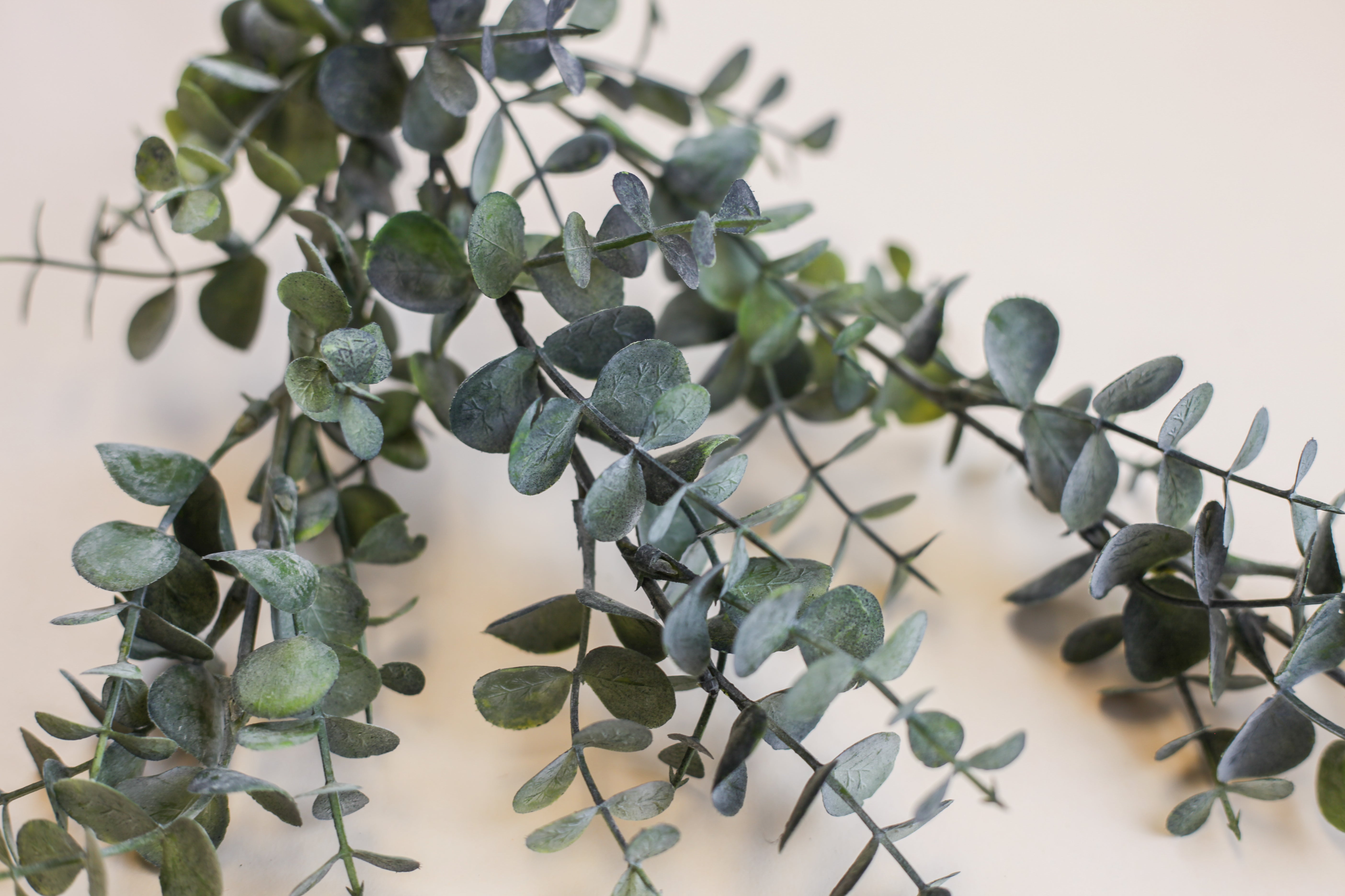 Small Leaf Eucalyptus