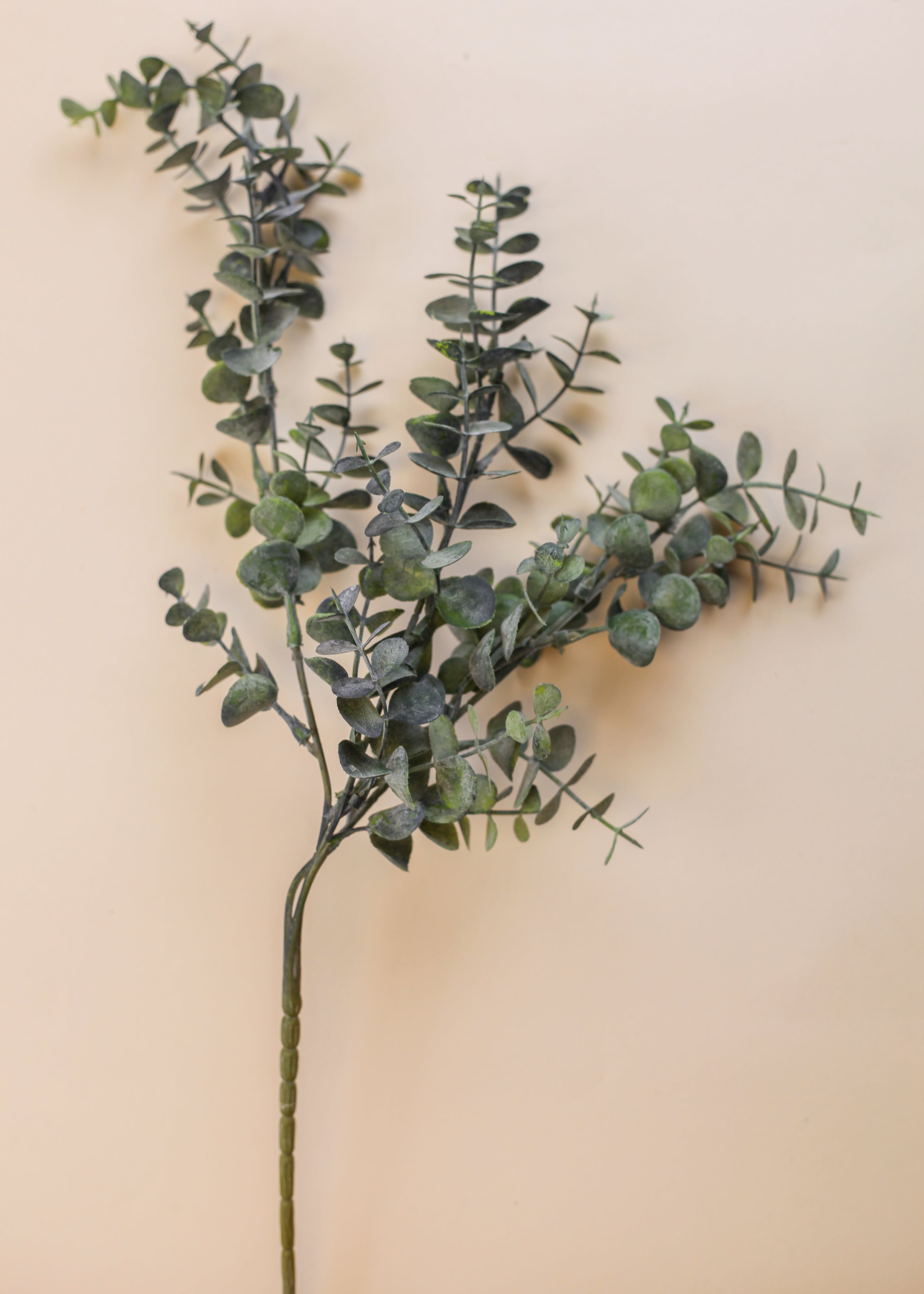 Small Leaf Eucalyptus