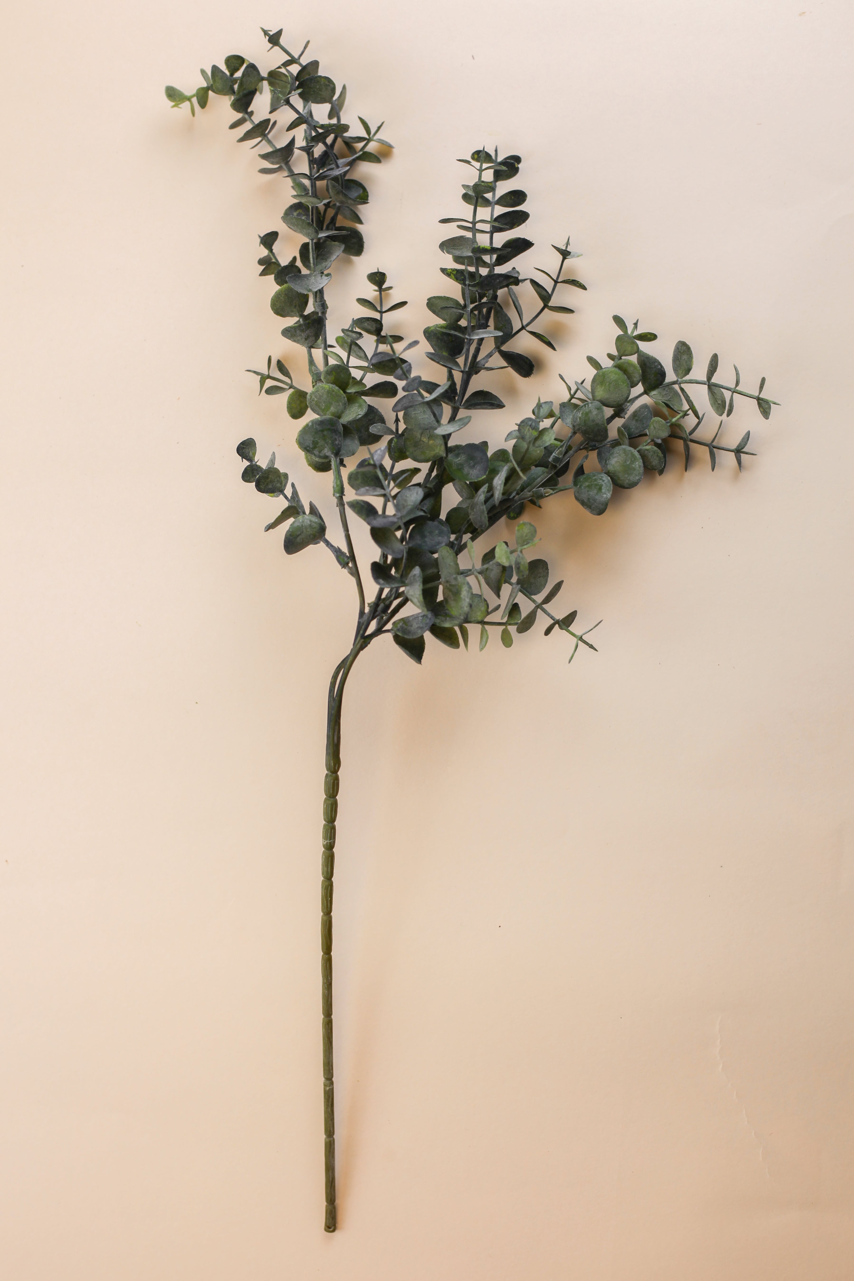 Small Leaf Eucalyptus