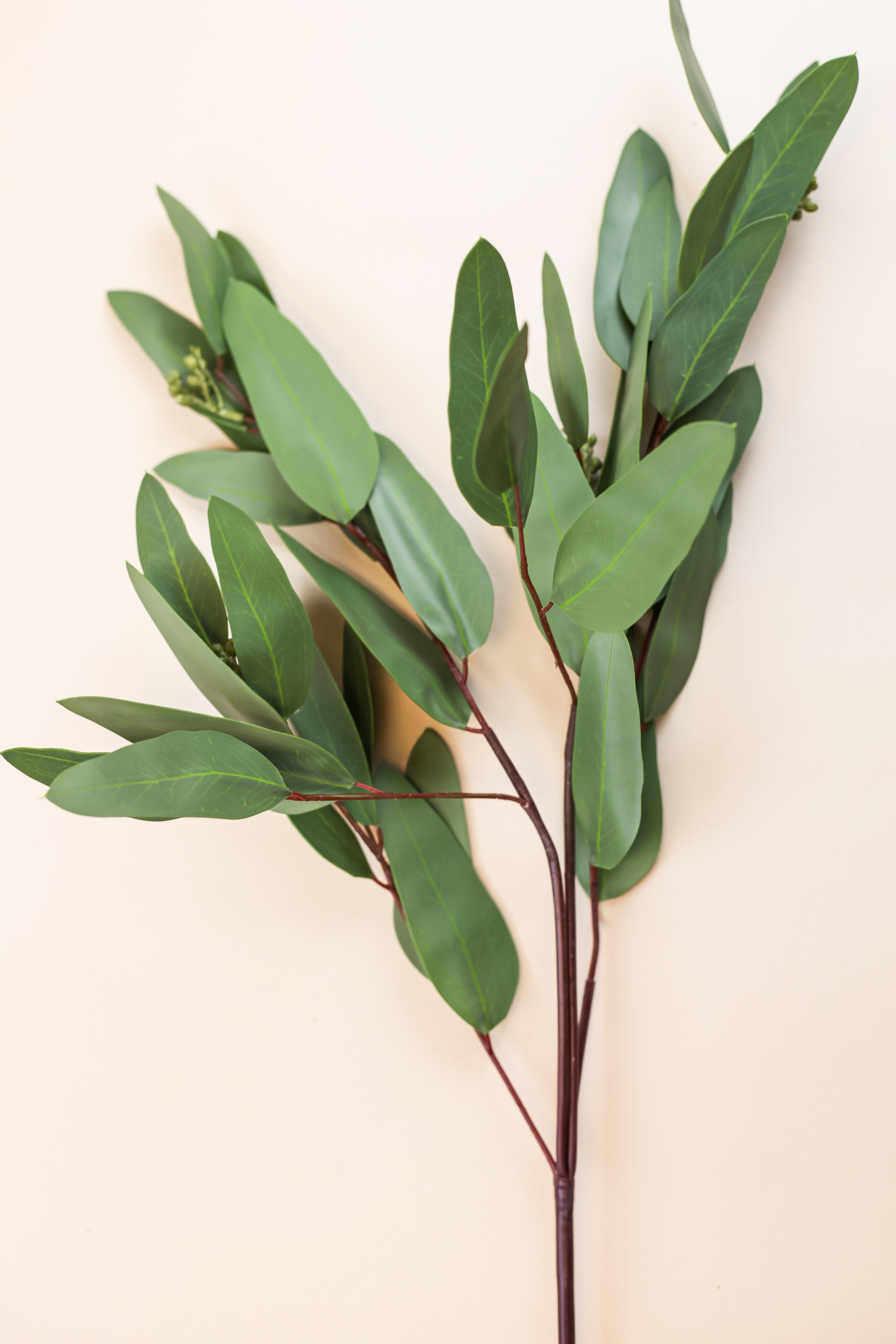 Long Eucalyptus Spray