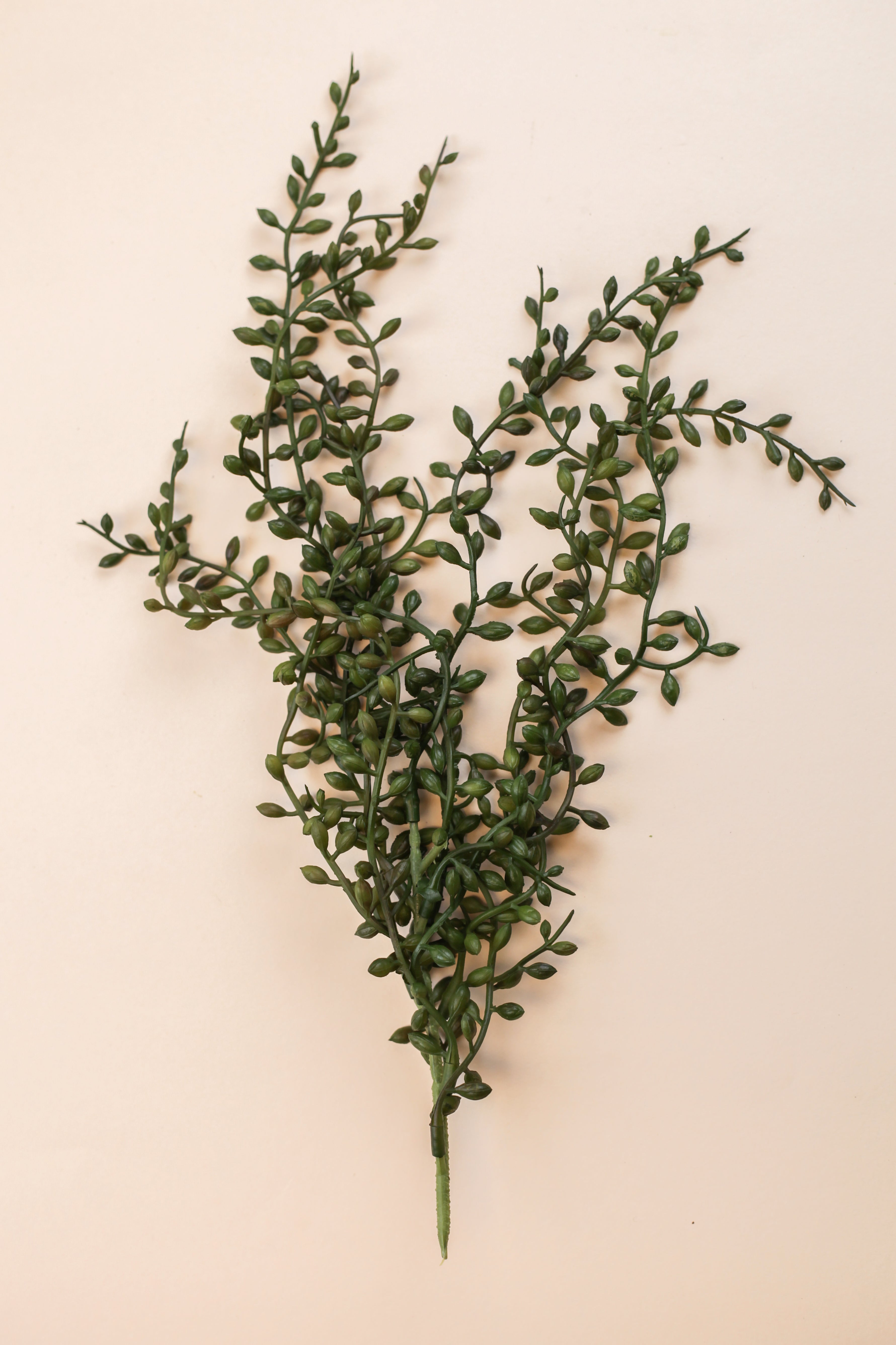 String of Pearls Succulent- Pack of 5