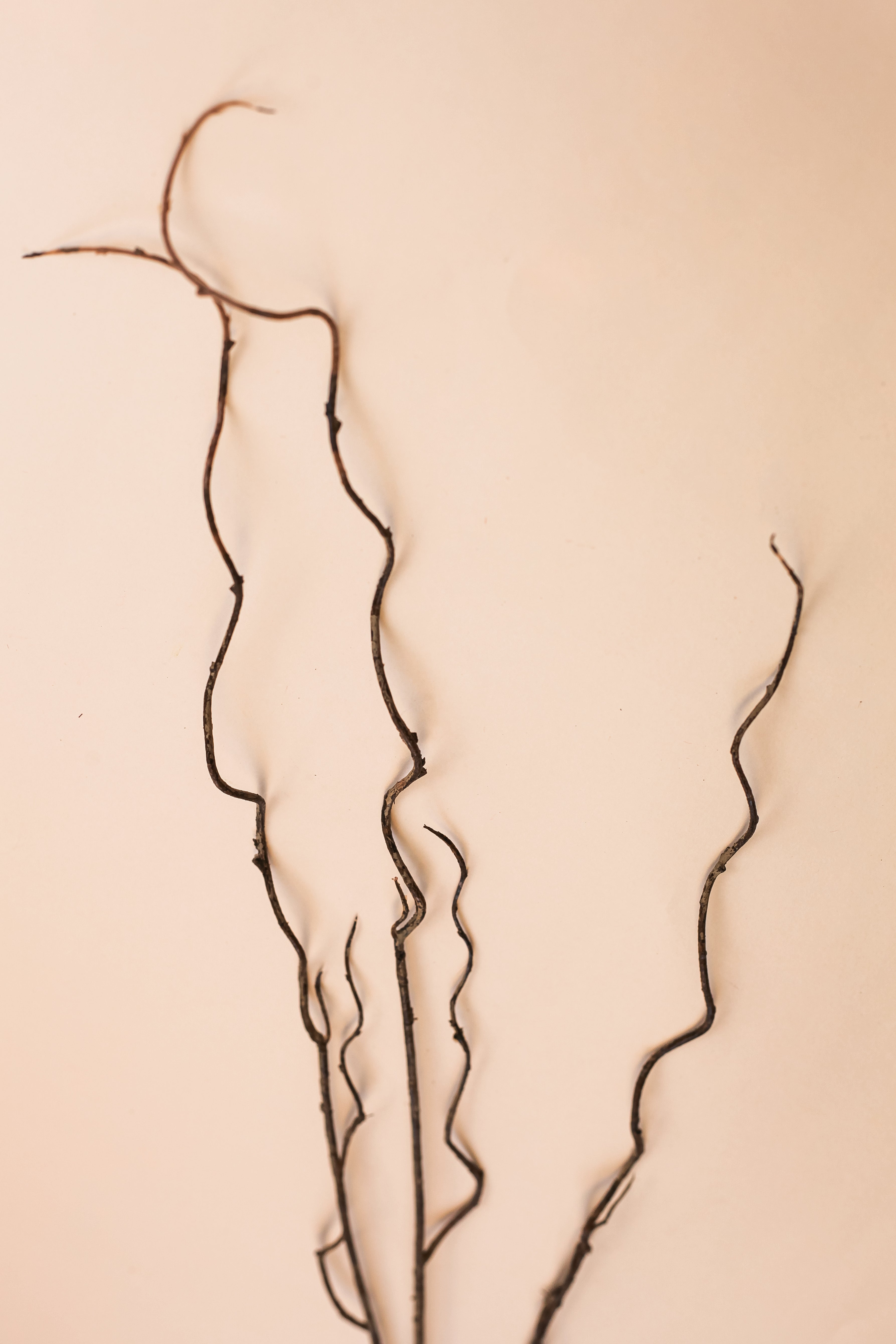 Curly Twigs