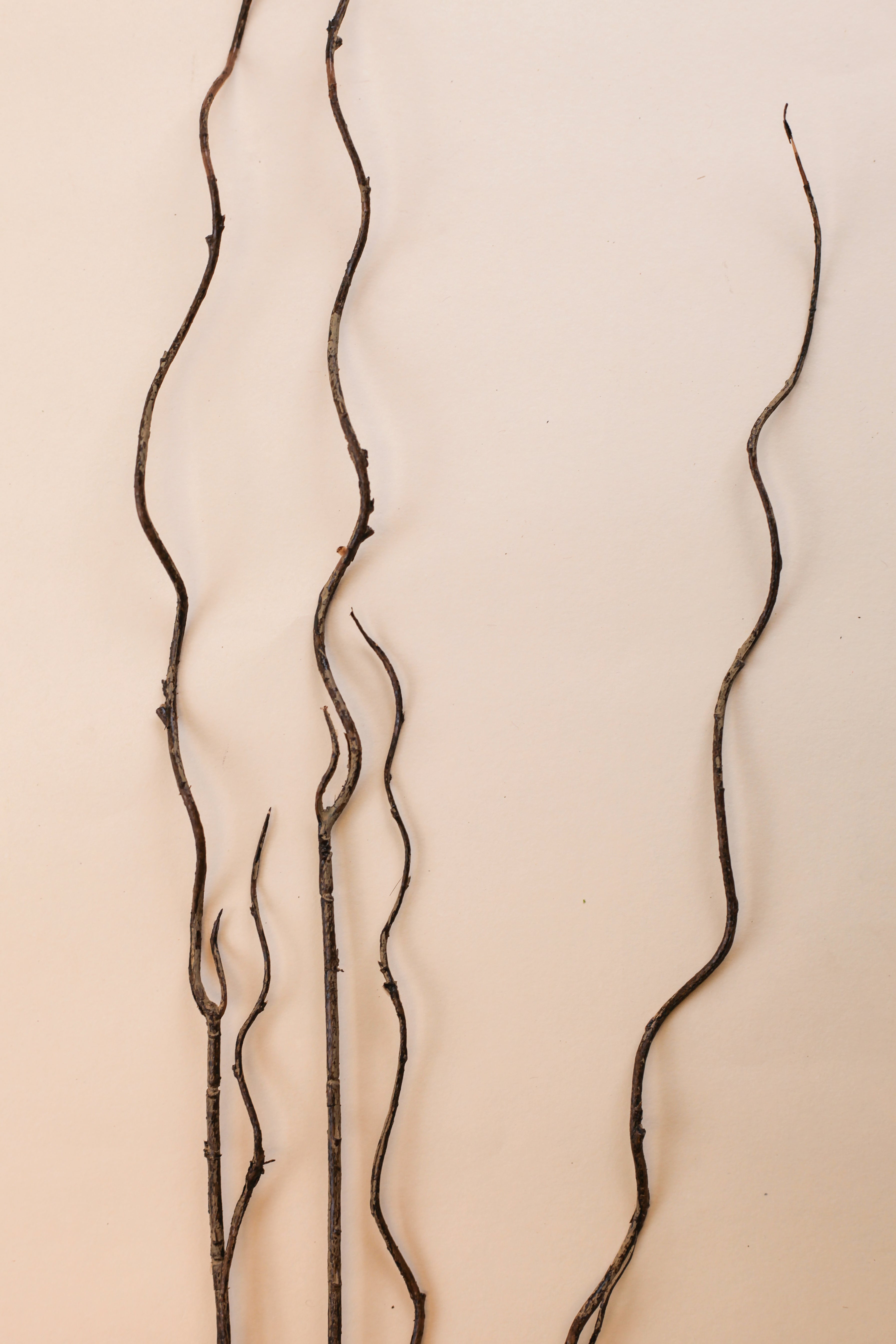 Curly Twigs
