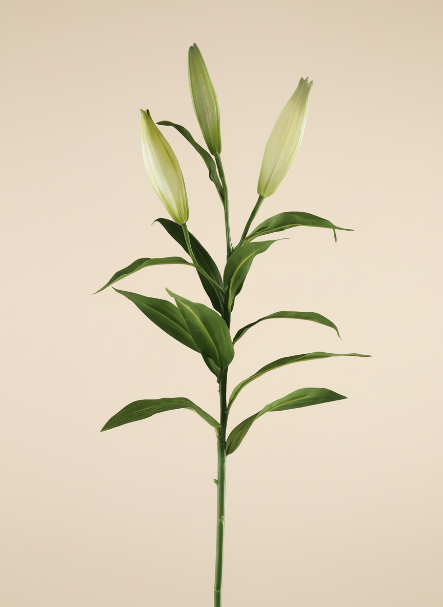 Lily Bud 39"