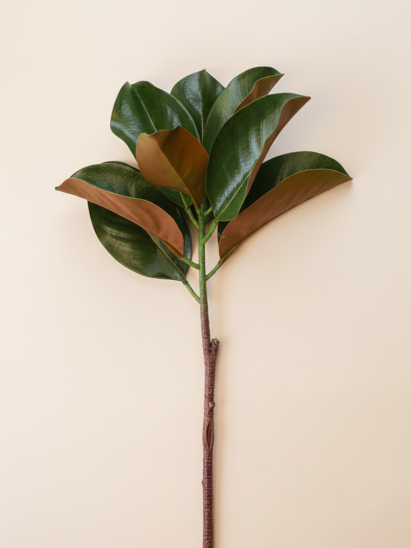 Magnolia Leaves