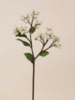 White Blueberry Branch