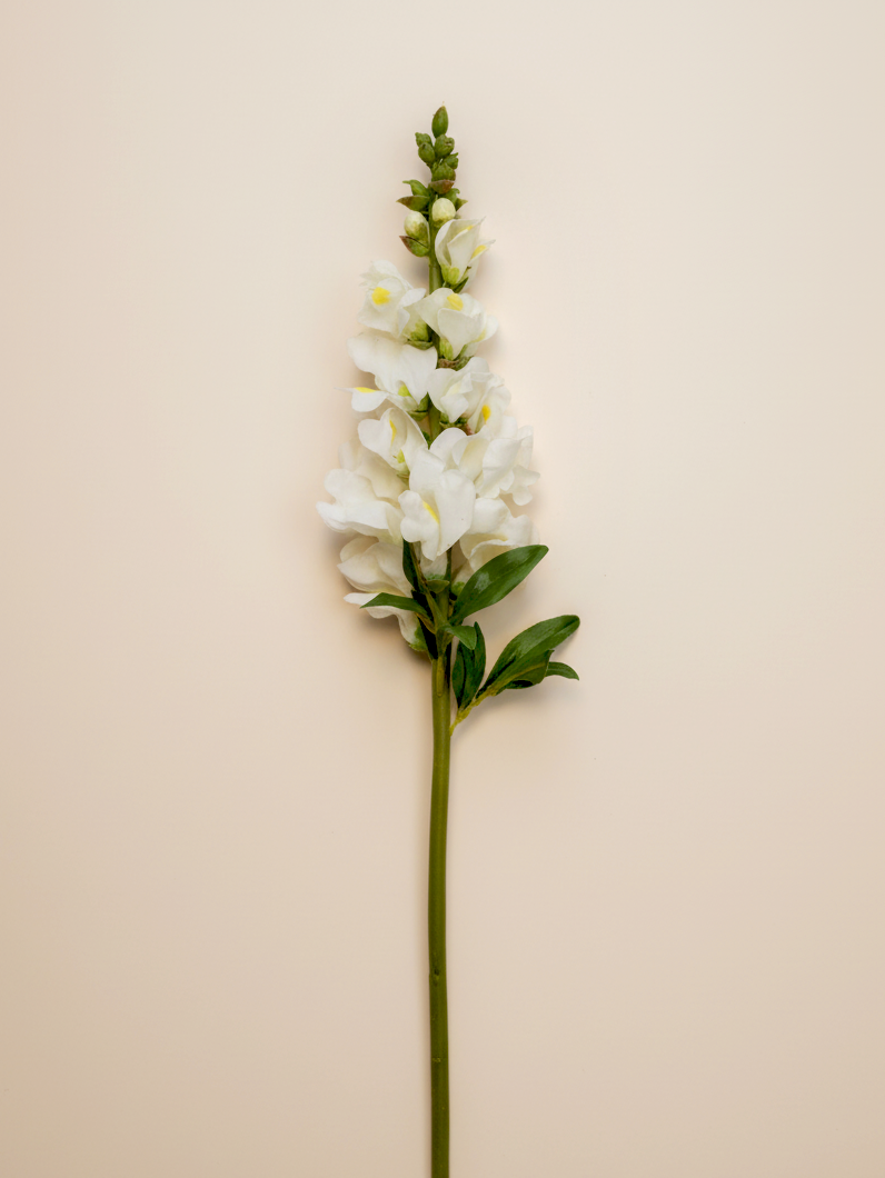 Real Touch Snapdragon - White 23"