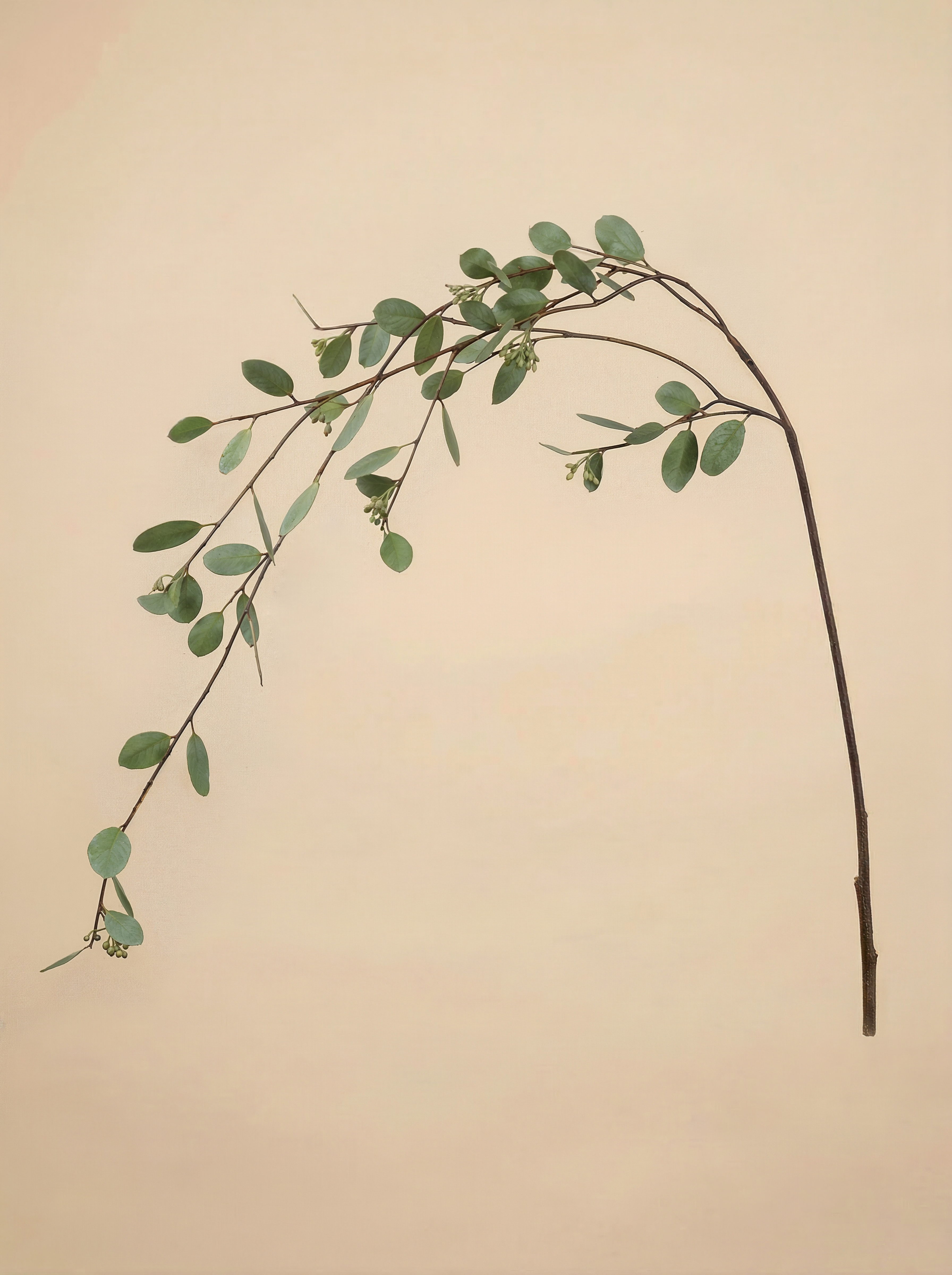 Seeded Eucalyptus Branch 46"