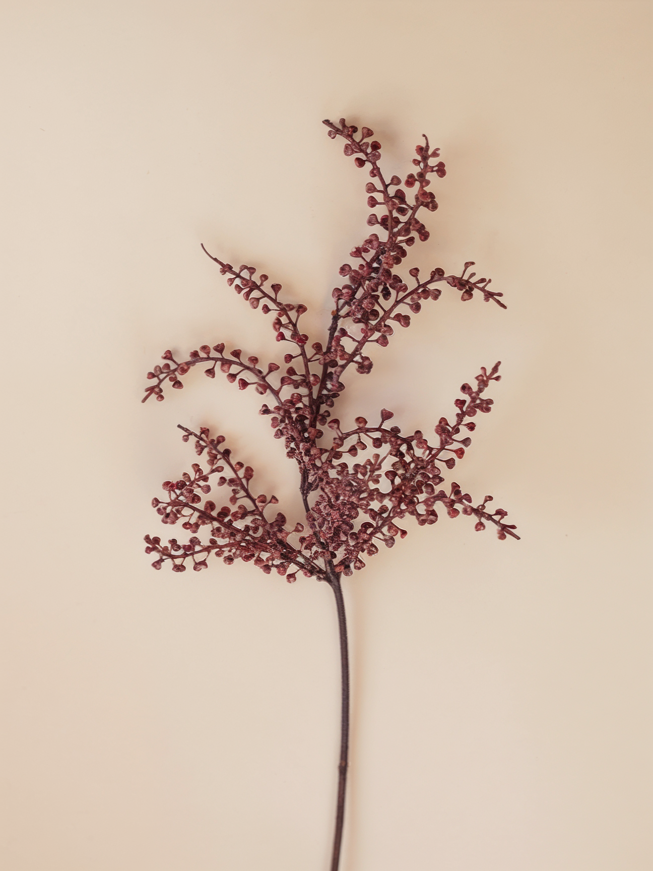 Mulberry Branch